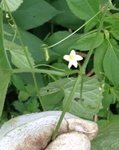 からすうり花.jpg
