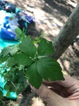 IMG_3137.jpg